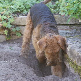 Graven