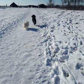 Prachtig besneeuwd weggetje om te wandelen.
