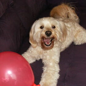 Met de Ballon
