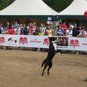 springen naar de bal