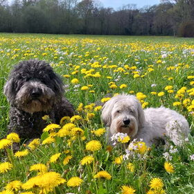 Lente tussen de weidebloemetjes