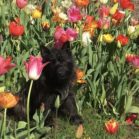 Tulpen!