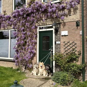 Blauwe regen!