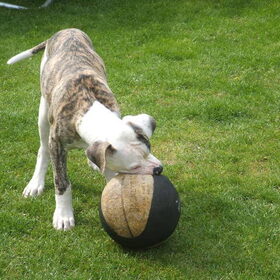 spelen