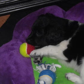Bobo met zijn ballen