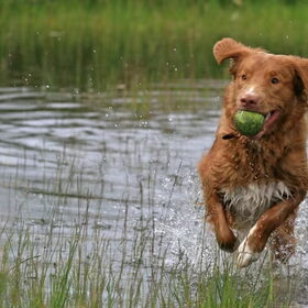 Yori is dol op water en op tennisballen!!! Hier 2 in 1...