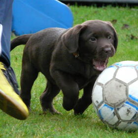 Jippie !!! voetballen !!!