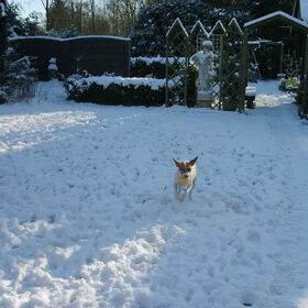 Bollie in de sneeuw met zijn bal