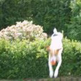 jump jump