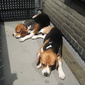 beagledutje in de zon...