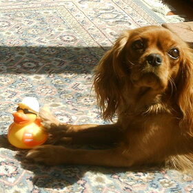 Lovely en haar eendje