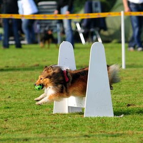 flyball
