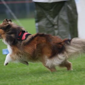 flyball
