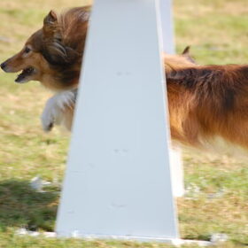 flyball