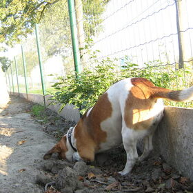 Tosca grrraaft