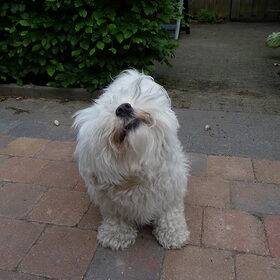 liefste lach