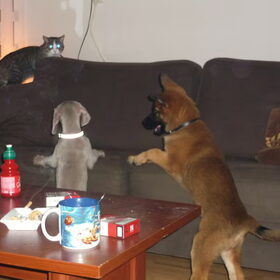 poes pesten