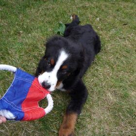 Spelen met de frisbee