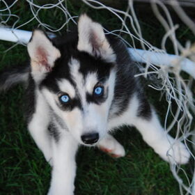 Koda in de goal.