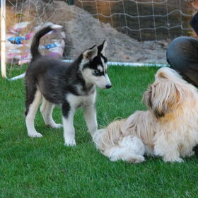 Best eng hoor, zo'n andere hond!