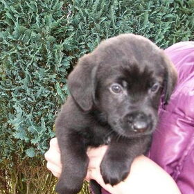 beau labrador x toller