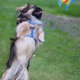 Springen!!