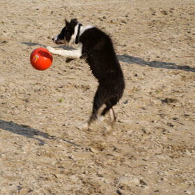 Luka en met zijn bal in actie