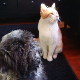 Tommy en Pluis