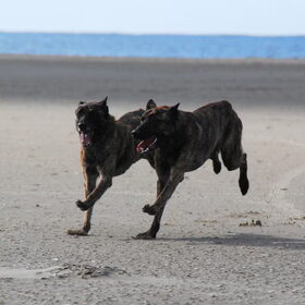 synchroon dansen