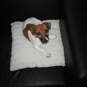 Binky toen hij nog een pup was