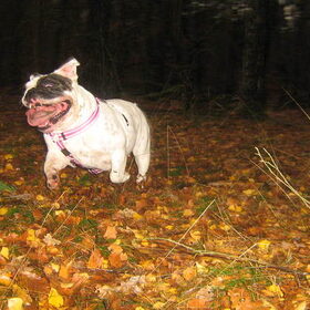 het bos monster