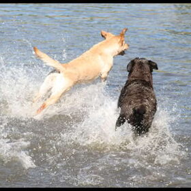 duo sprong