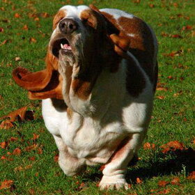 lola aan het rennen