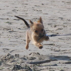 wat is het strand lekker om te rennen!