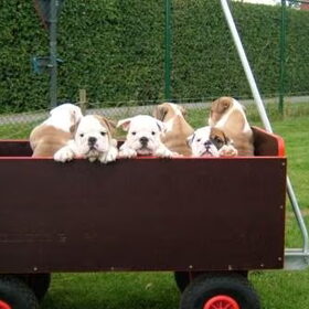 Ikke als pupy