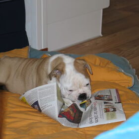 De krant