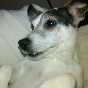 dushi
