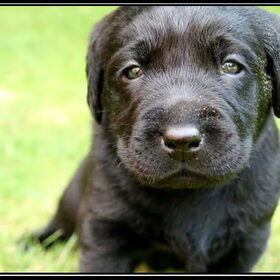 too cute