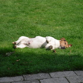 Max in de zon