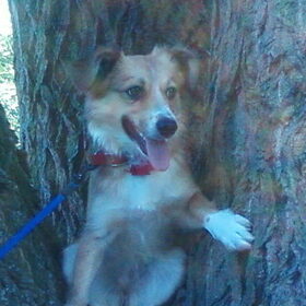 laska in de boom.