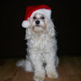 Kerst foto