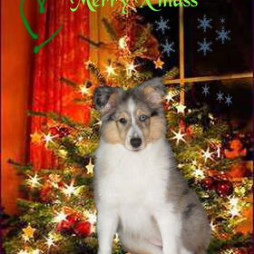 Diesel met kerstboom