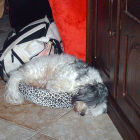 Slapen in een kattenmand levert ook rare houdingen op.