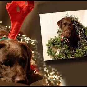 kerstfoto...
