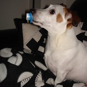 Bob met speen