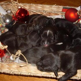 Kerstfoto 2008