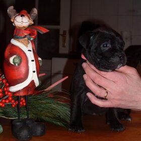Sensi kerst 2008