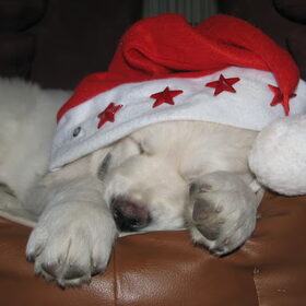 ziggy in de kerst