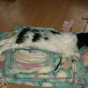 Lanu als pup