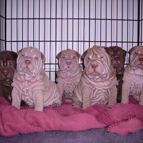 mijn 6 lieve sharpei puppy's!!!